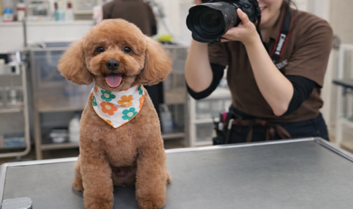 グルーミングサロンでの撮影シーン